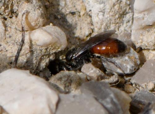 Sphecodes sp.